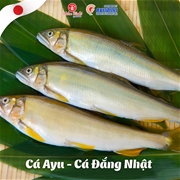 CÁ AYU DÒNG CÁ NƯỚC NGỌT ĐƯỢC XEM LÀ ĐẶC SẢN NHẬT BẢN